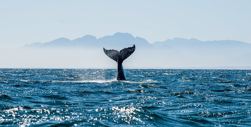 A wild whale tail in the ocean