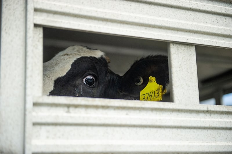 A dairy cow being transported to slaughter