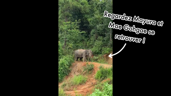 Regardez Mayura et Mae Gohgae se retrouver !