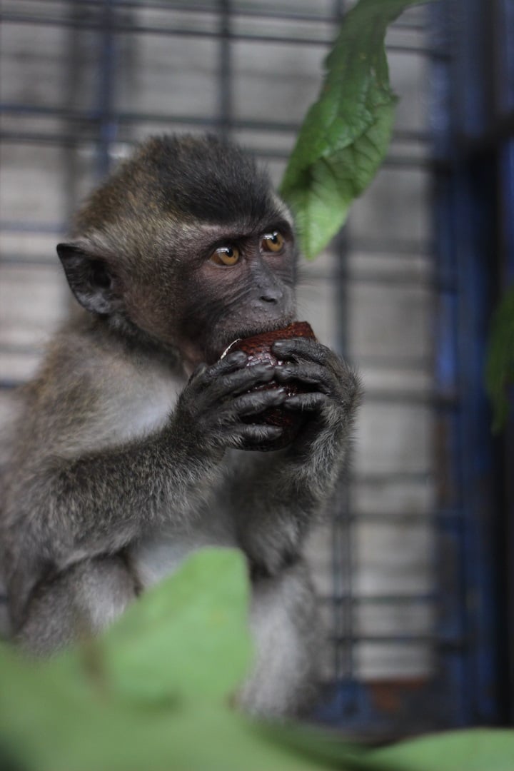 Unyil, rescued monkey in care