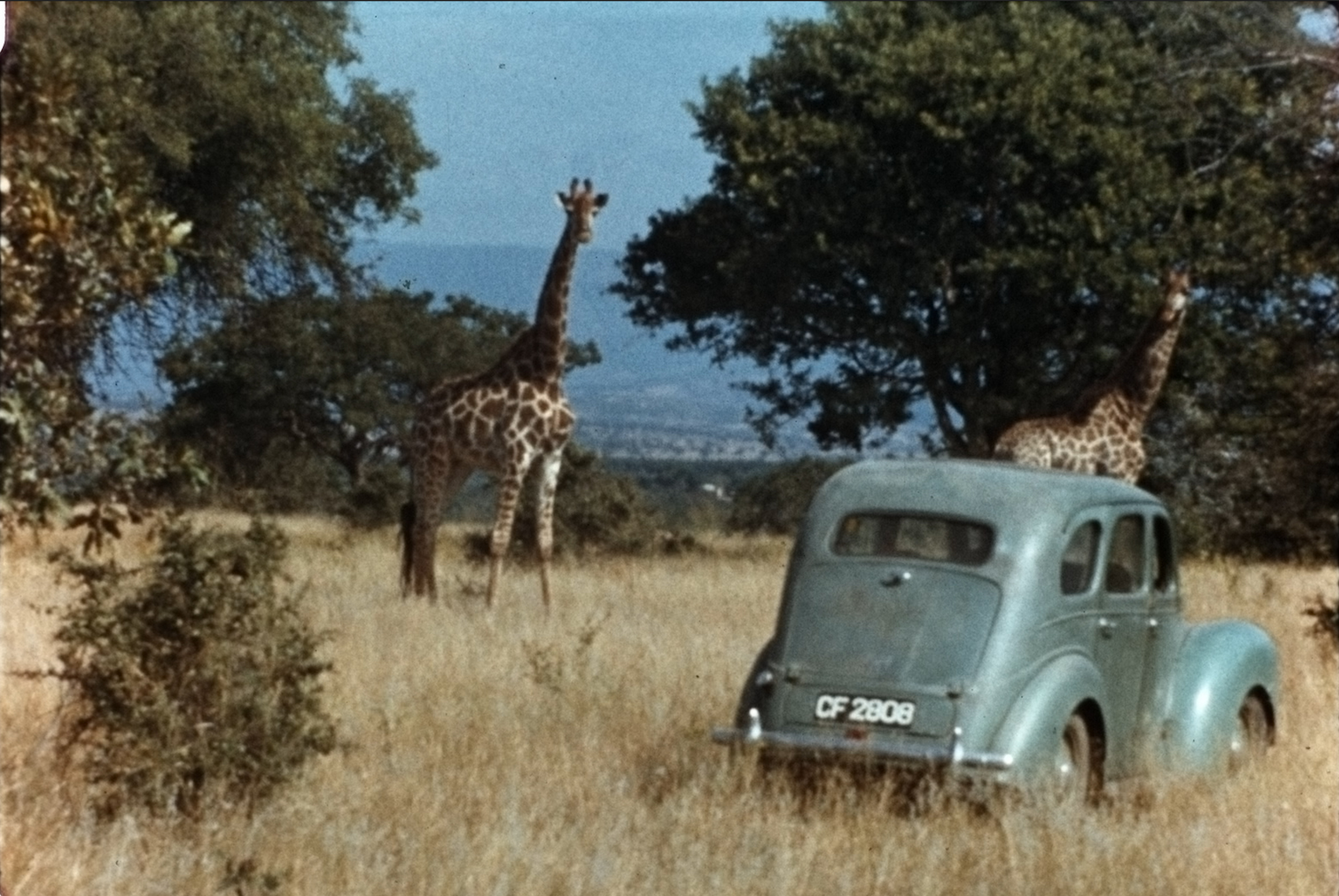 Dr. Anne Innis Dagg in Africa studying giraffes