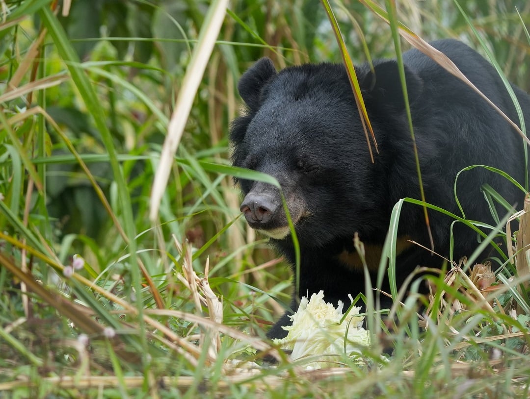 Rescued bear in sanctuary