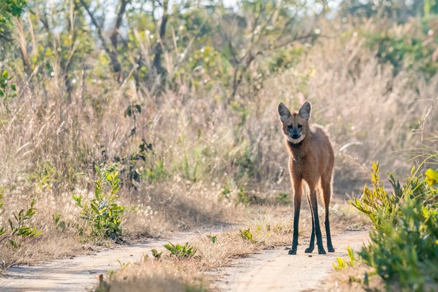 Maned wolf