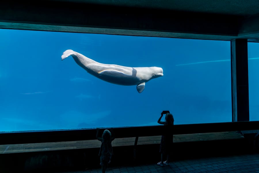 A beluga at Marineland.