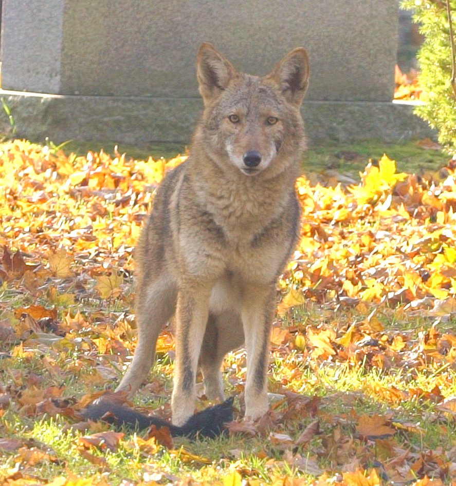 les coyotes