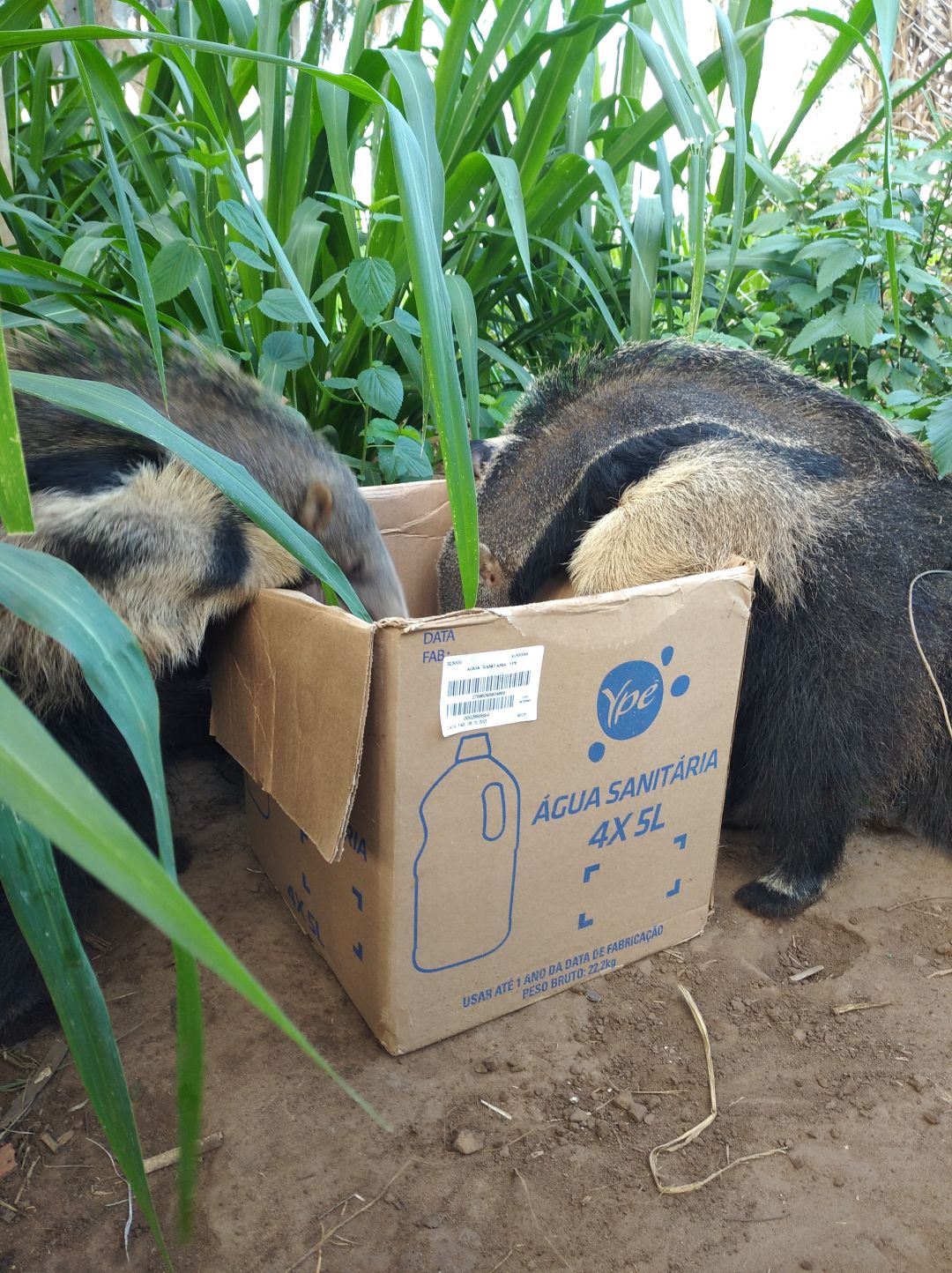 Rescued anteaters in care