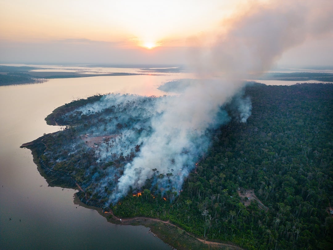 The amazon burning