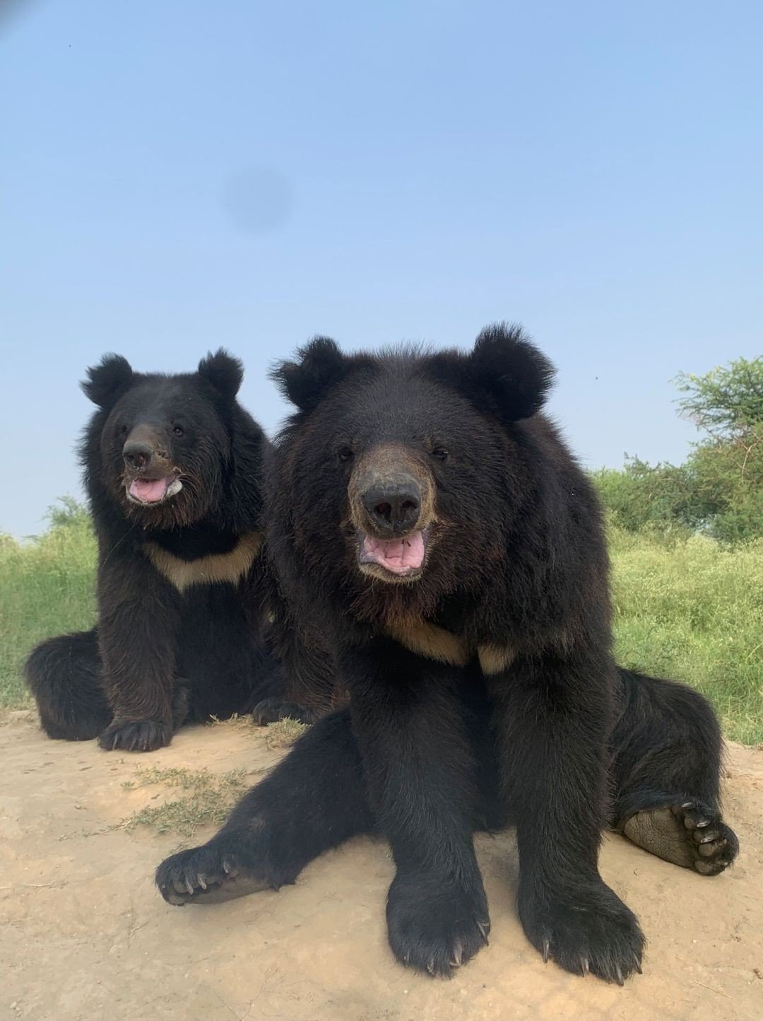 Brune and Bardy, rescued bears