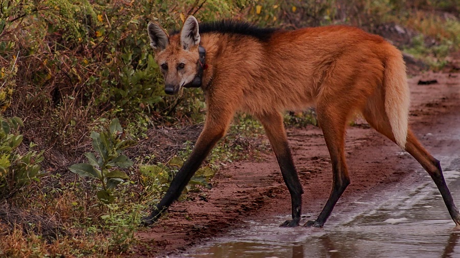 A maned wolf