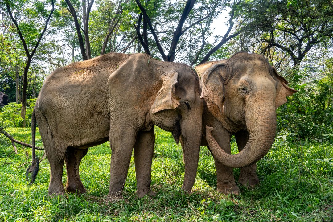 Rescued elephants in sanctuary
