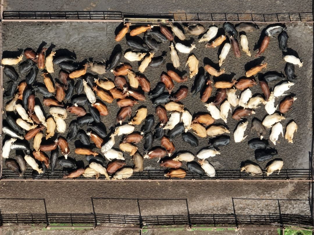 A JBS feedlot