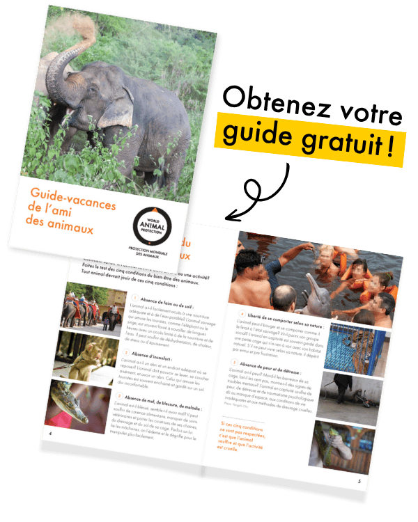  Trucs de voyage de l’ami des animaux