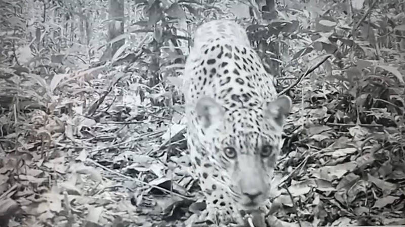 Xama in camera trap