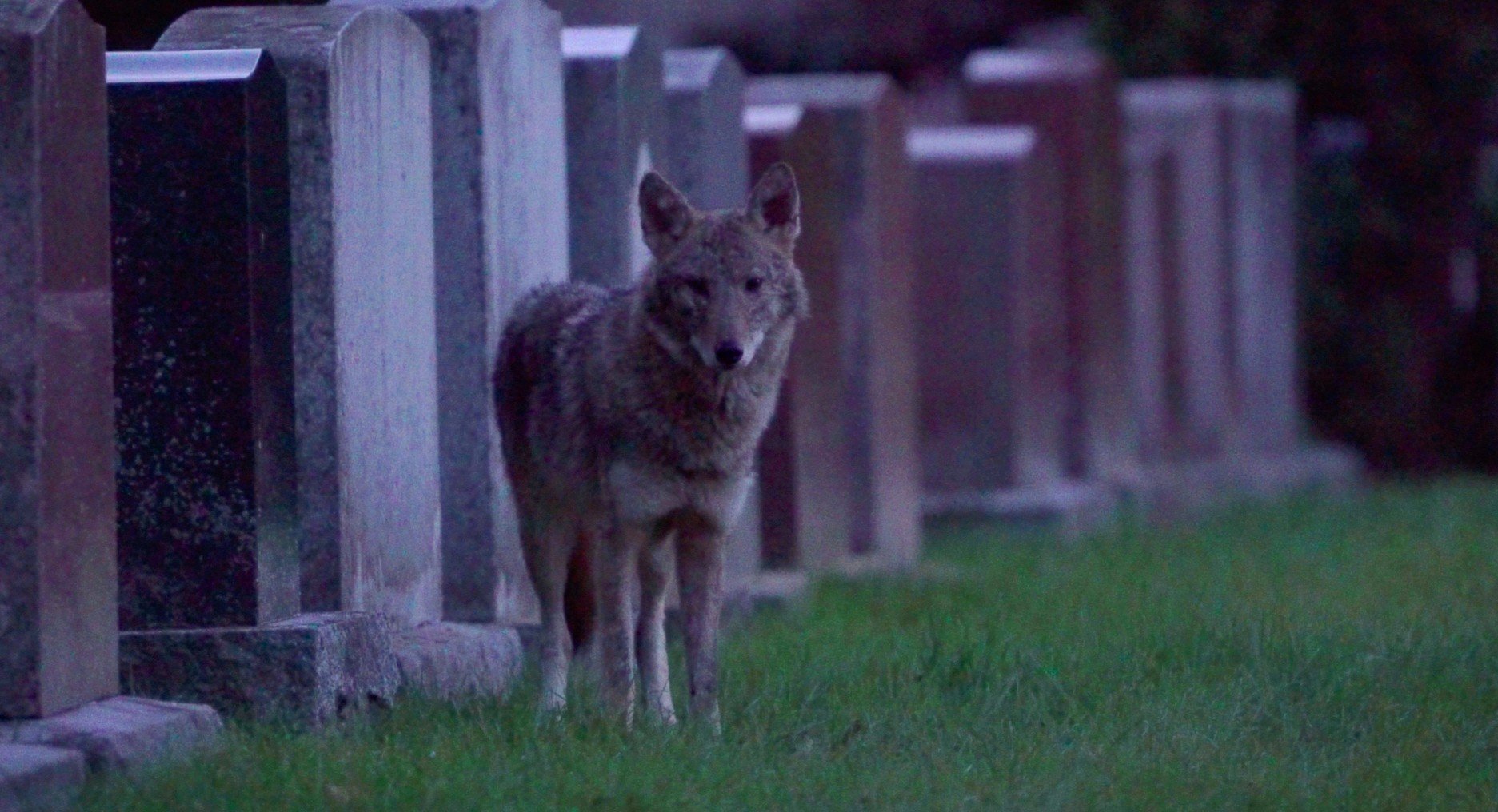 A coyote in an urban environment