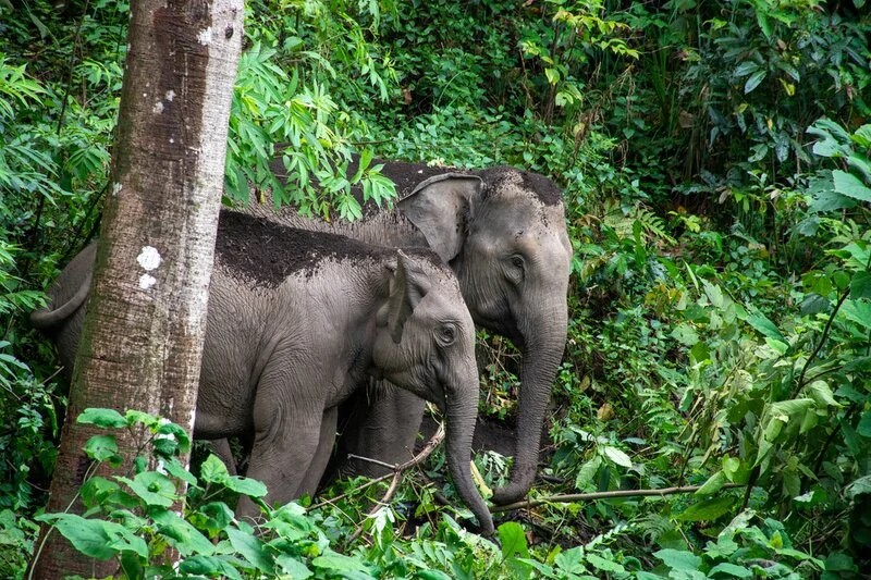 LIFE Elephant Heritage Area