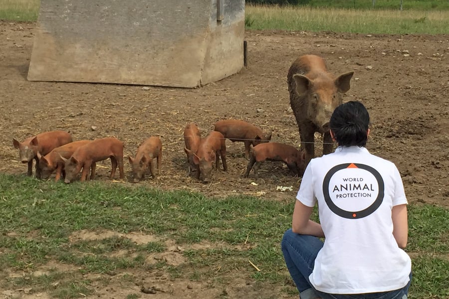 World Animal Protection staff with piglets