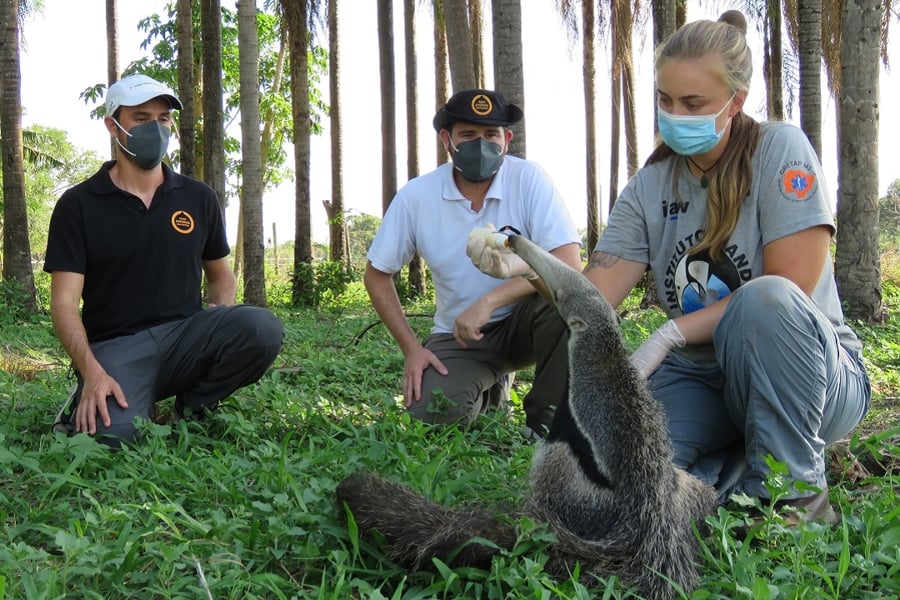 World Animal Protection with a rescued anteater