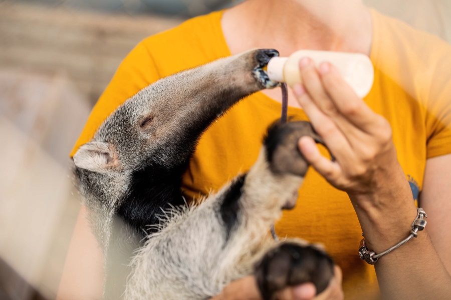 A rescued anteater