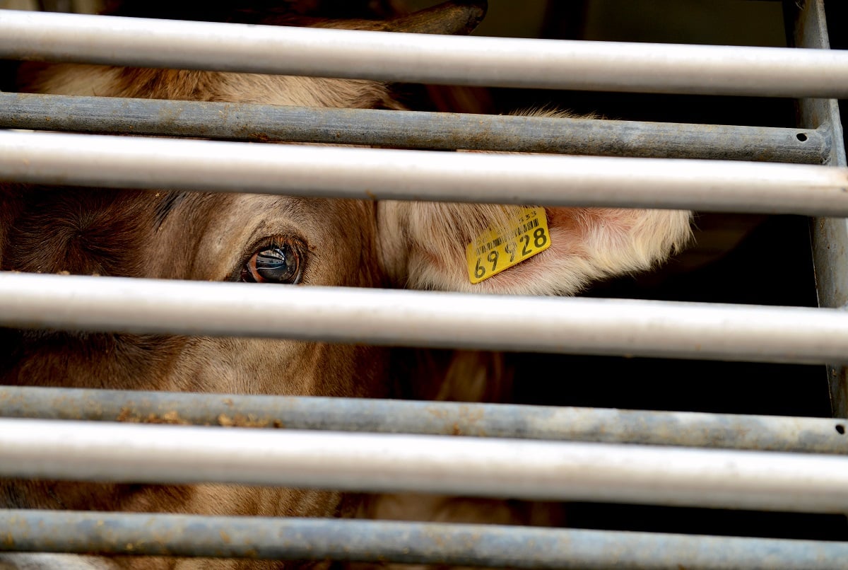 A cow in a transport truck