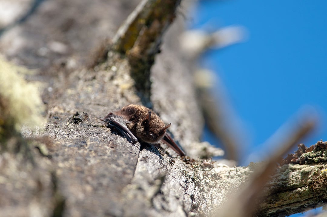 A wild bat on a tree