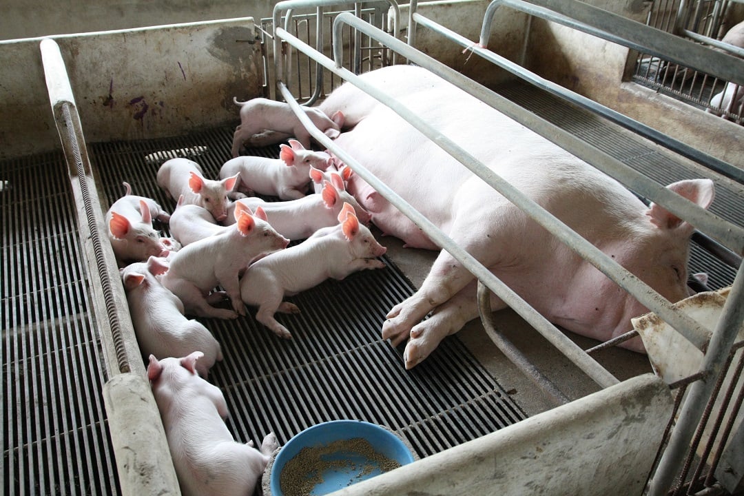 Newborn piglets and their mother in a factory farm.