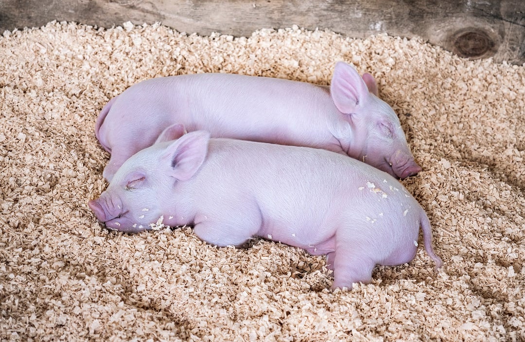 Piglets sleeping on a high welfare farm