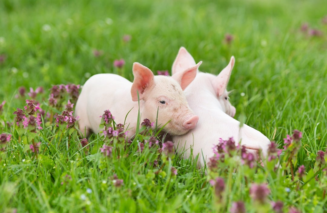 Piglets in the grass