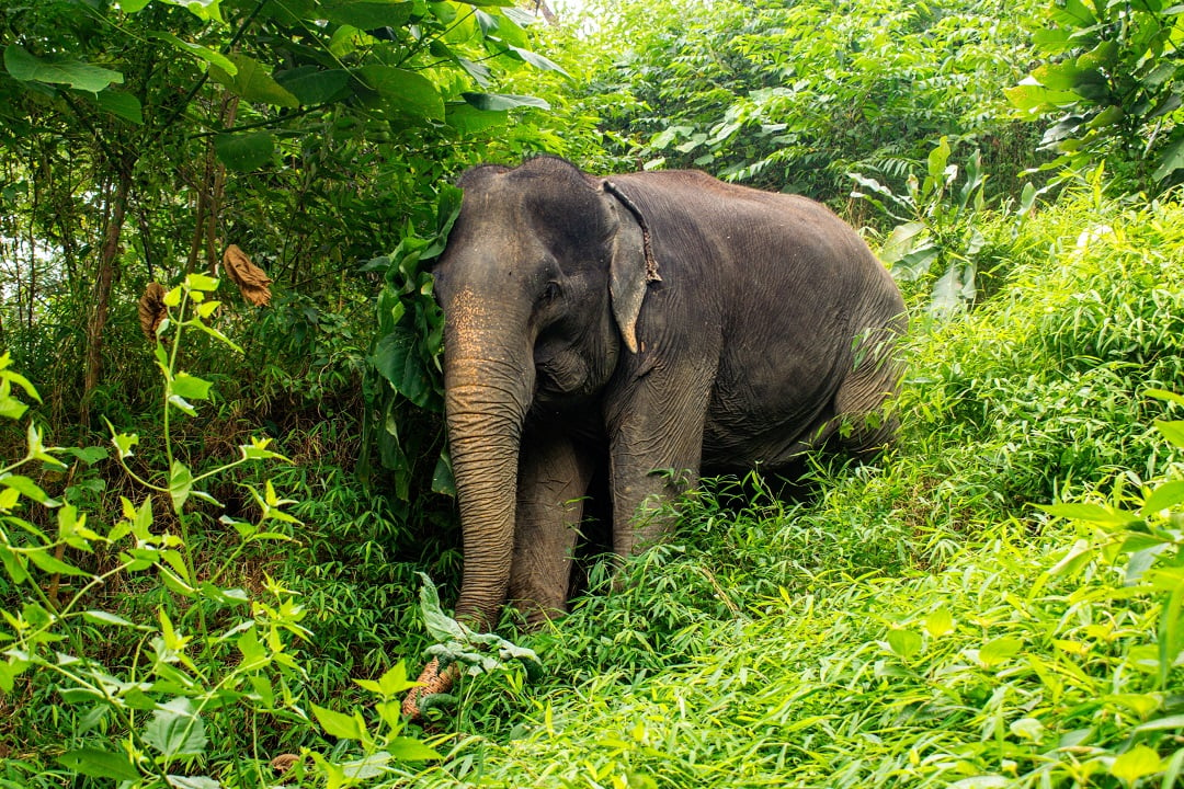 An elephant in a sanctuary