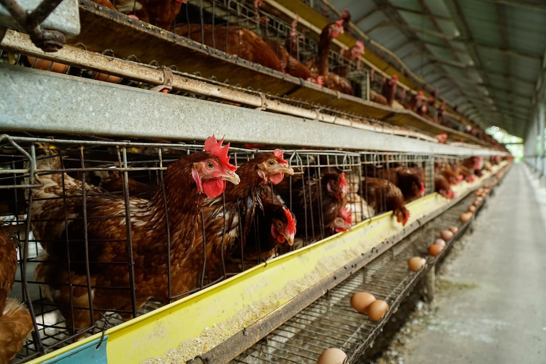 Chickens on a factory farm