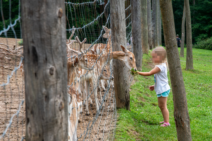 A child at a roadside zoo touching a wild animal