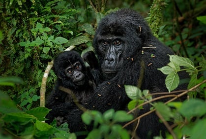 Mintom Gorilla Heritage Area