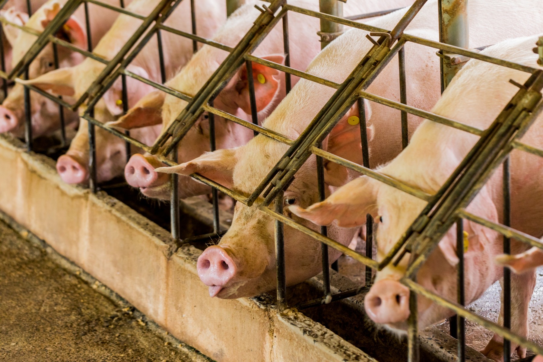 Pigs in a row of cages - World Animal Protection - Animals in farming
