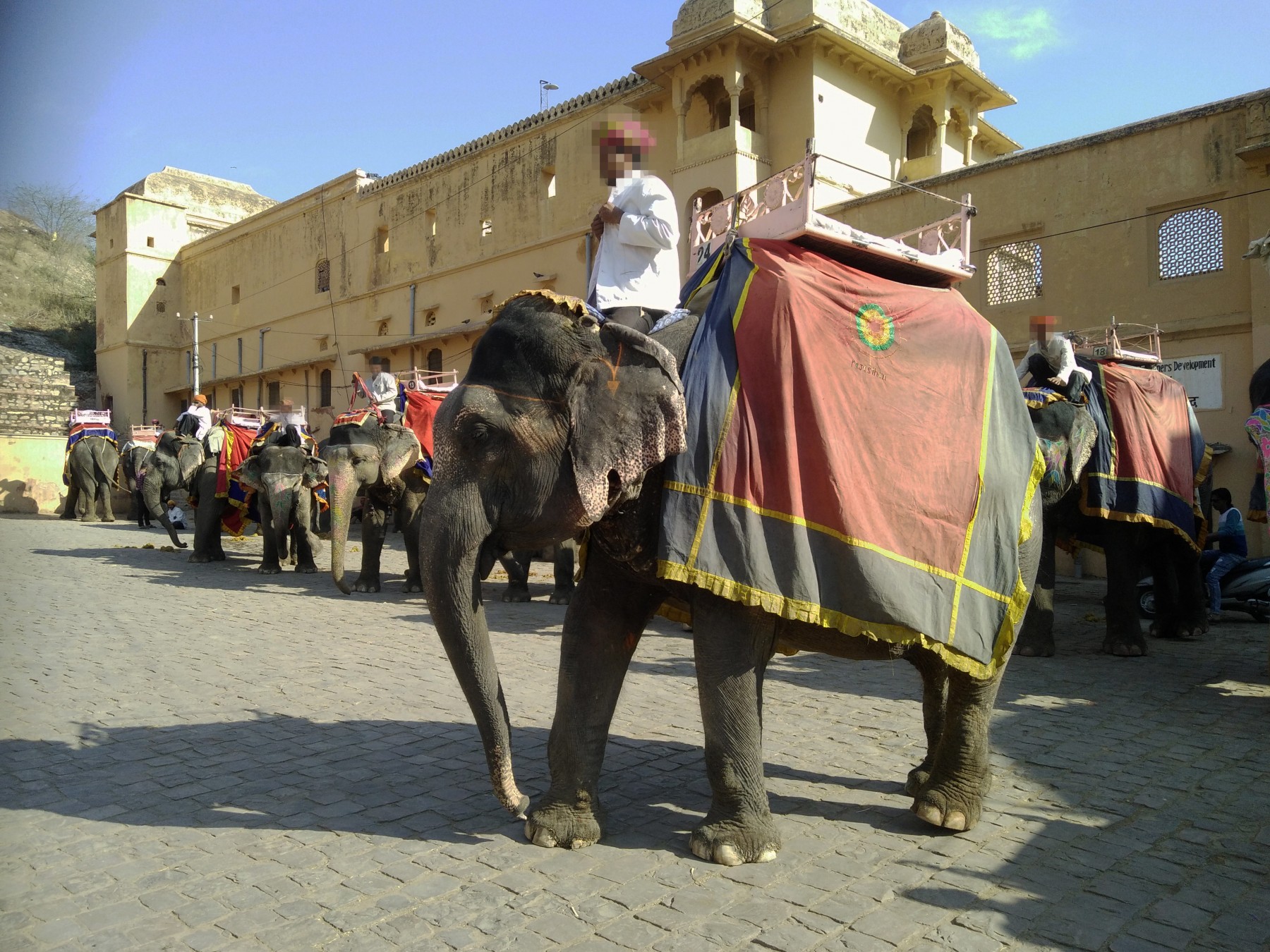 Elephants forced to give rides to tourists at Amer Fort in India.