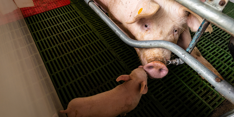A mother pig reaching her snout through metal bars to touch her piglet