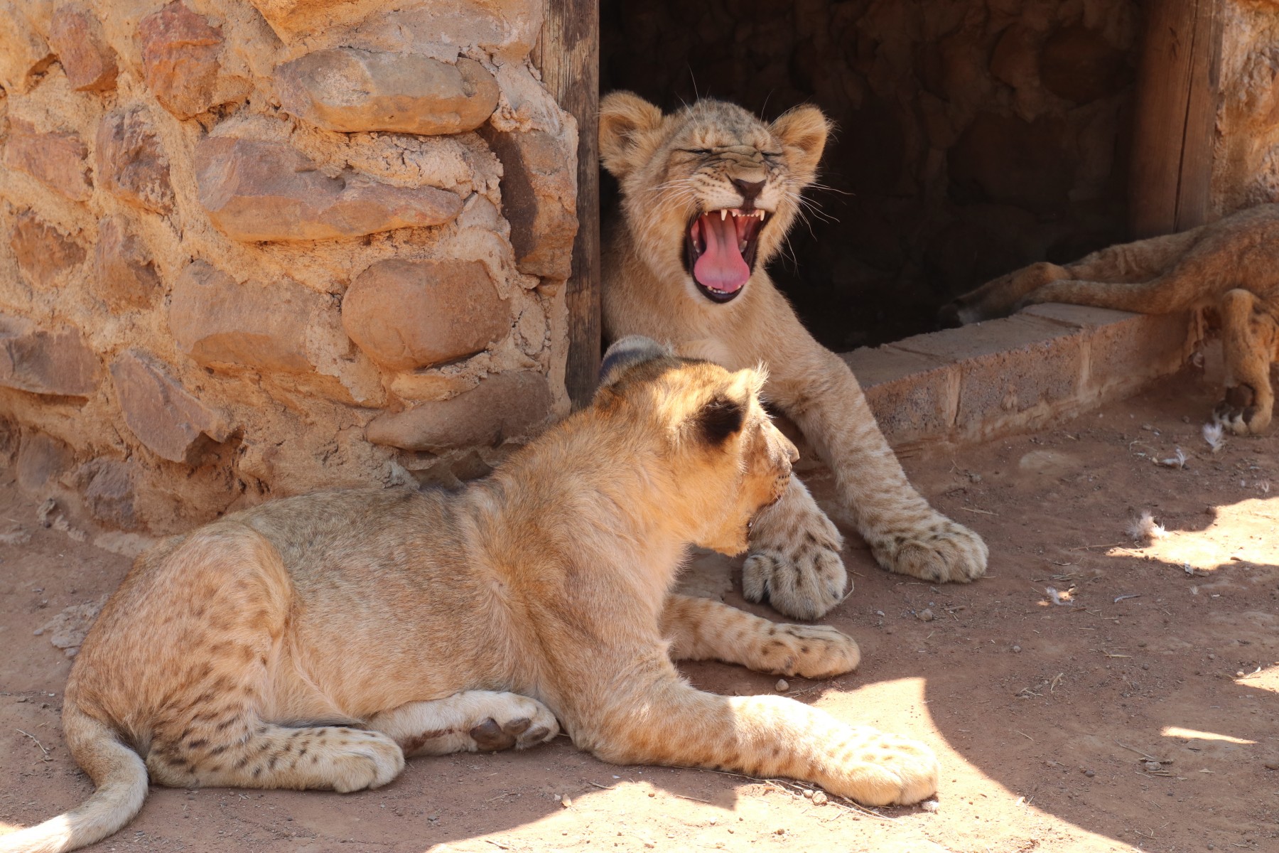Two lion cubs at a facility in South Africa.