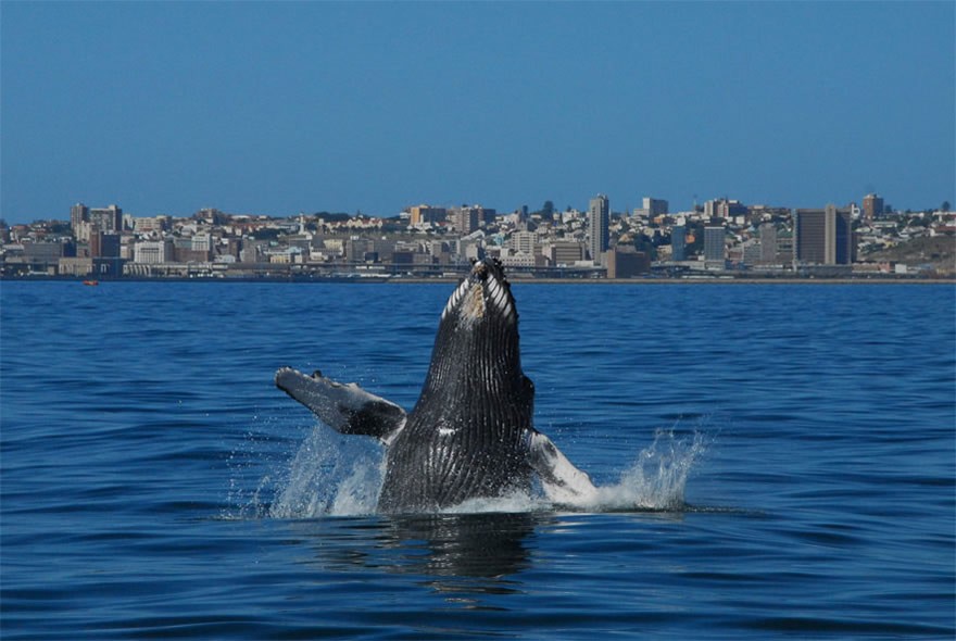 Whales in the wild at Algoa Bay Whale Heritage Site in South Africa
