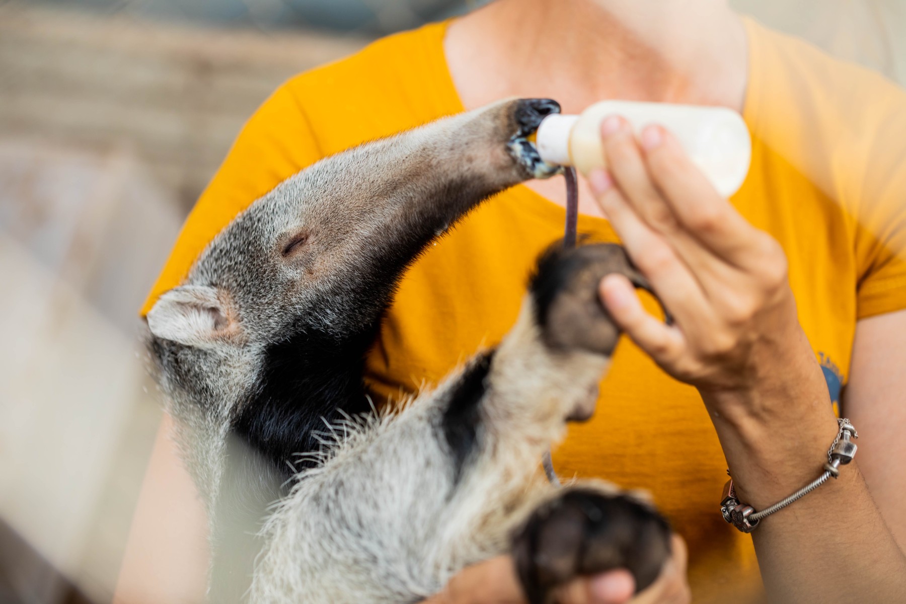 Rescued giant anteater cub