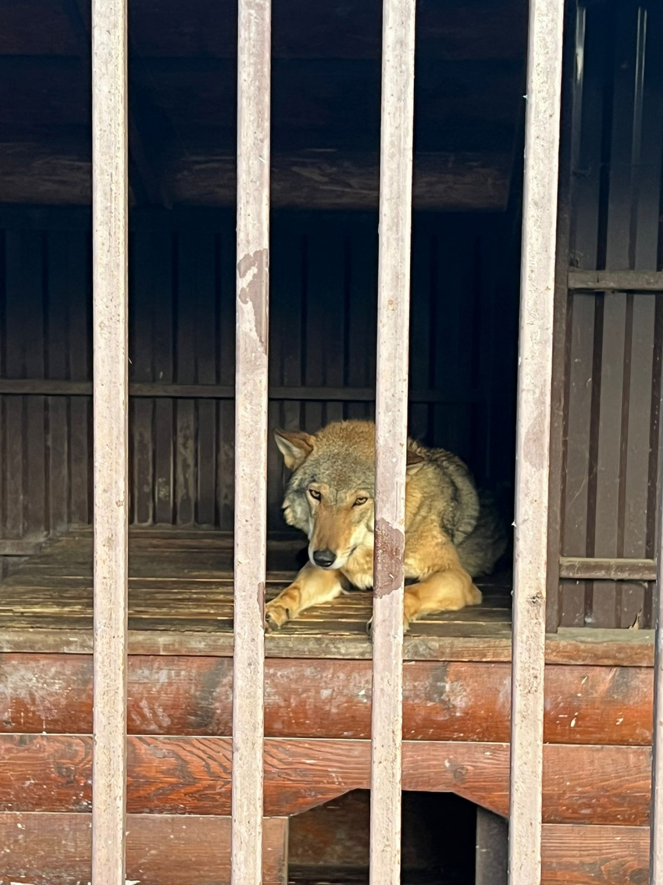 Elza the wolf in captivity, in a tiny cage prior to the rescue. 