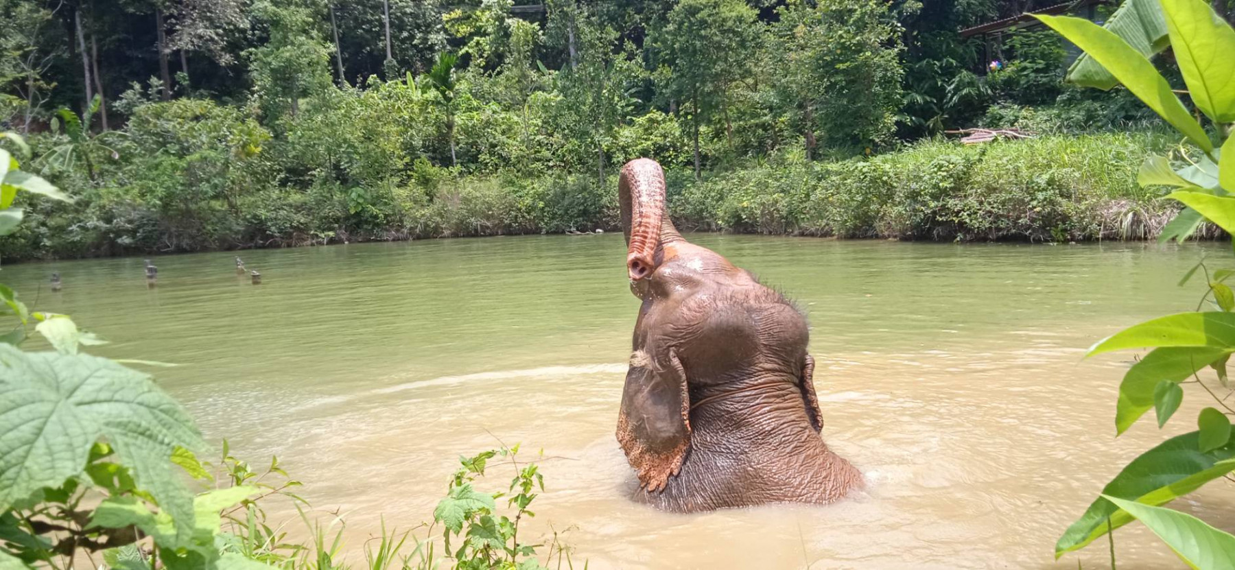 An elephant bathing in water