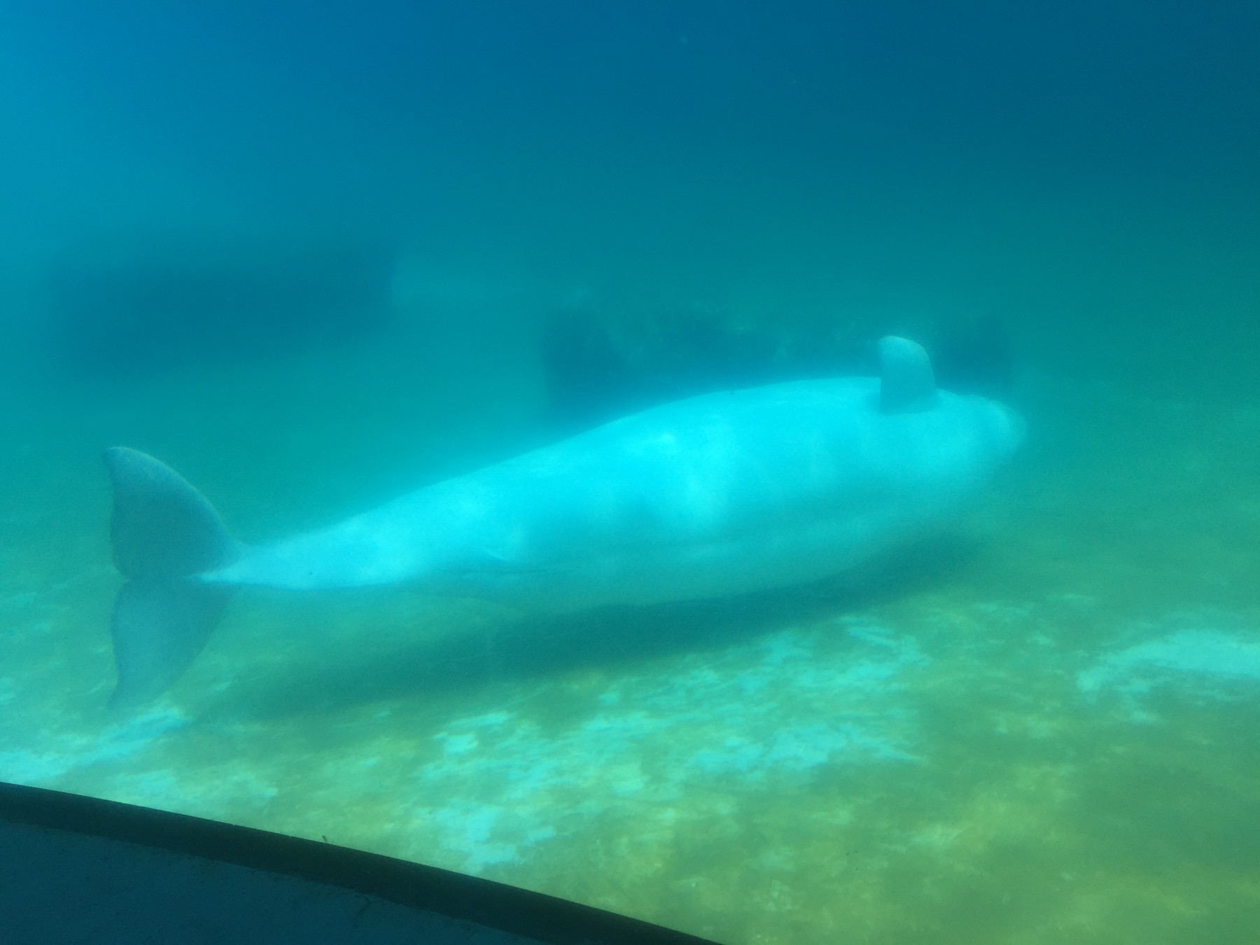 A beluga whale at MarineLand in Ontario