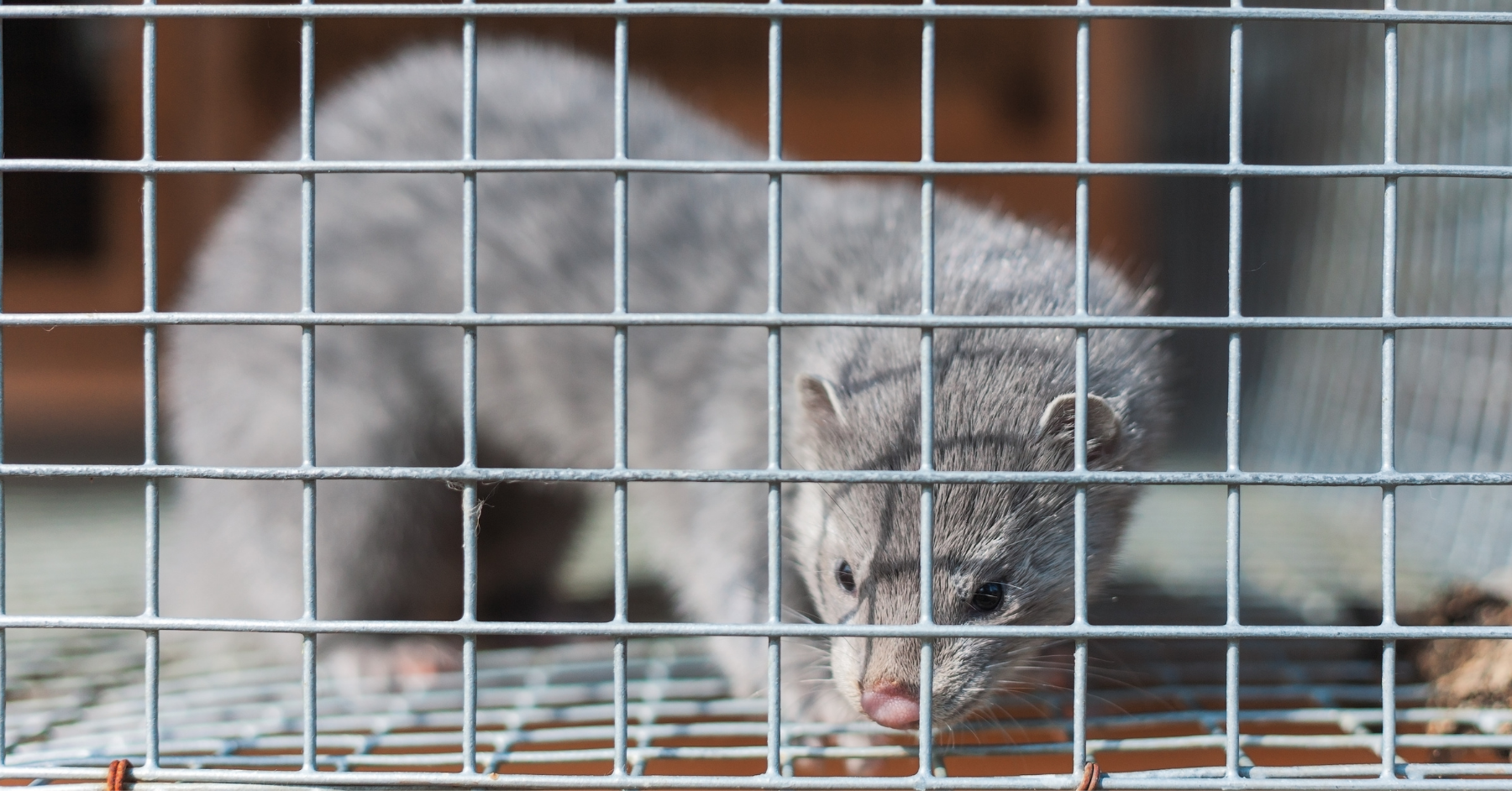 A mink in a small cage