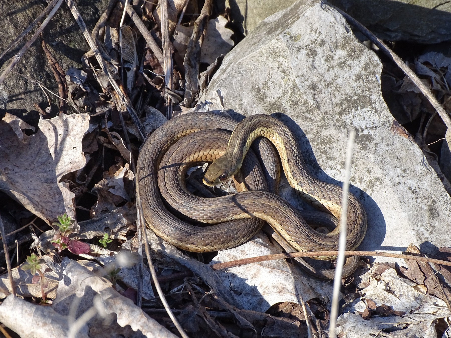 An Eastern garter snake in the wild