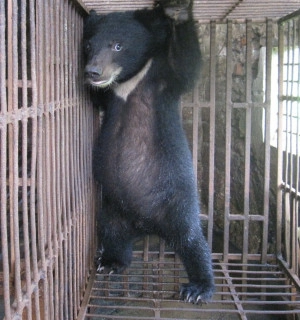 A bear cub on a farm in Vietnam - photo by our partners Education for Nature Vietnam