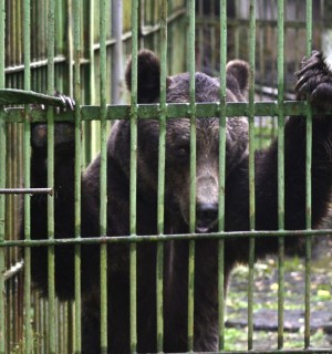 A captive bear in a cage