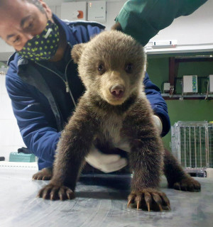 A baby bear being examined by a vet