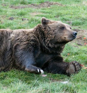 A bear rolling in the grass in a sanctuary
