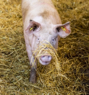 An example of good animal welfare practices at an indoor pig farm in the UK.