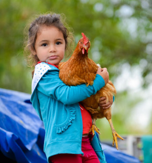 The inner lives of chickens: intelligence, self-control and empathy
