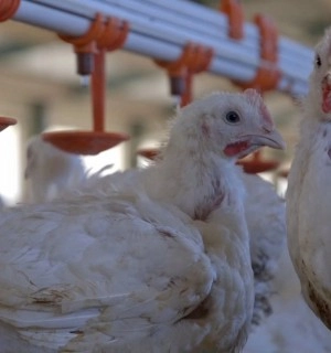The global antibiotics crisis in farm animals