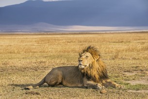 A wild lion resting in the Ngorongoro Crater National Park, Tanzania.